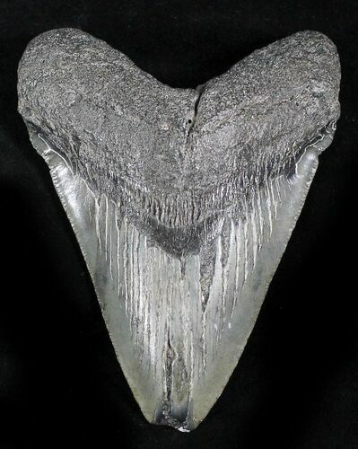 Bargain Megalodon Tooth - South Carolina #28018
